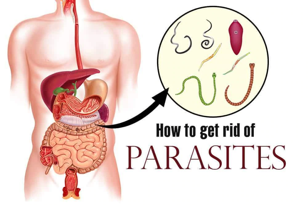 паразити