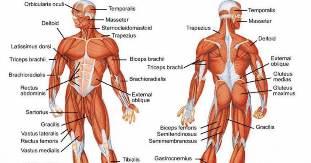 Как растат мускулите в тялото?